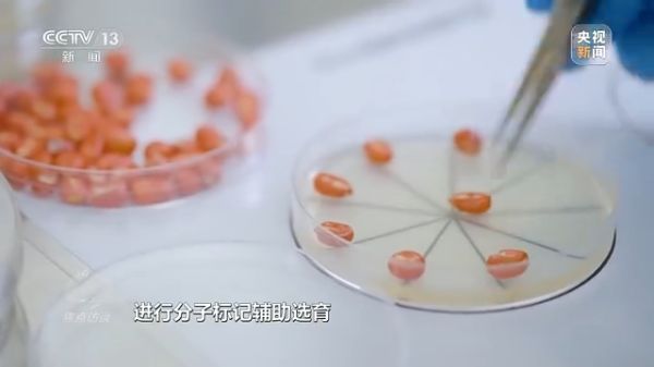 色情直播网站,长沙杀虫剂,长沙光气衍生物,长沙氨基酸保护剂,长沙锂离子电池材料